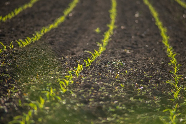 Comparison of farmland and improved blood flow after IASTM in Western Downs