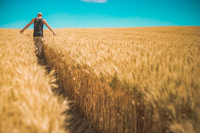 Farmer walking in Wheat